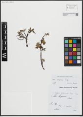 Foto von Salix alpina Scop.